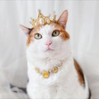 kittyqueenn OnlyFans Leaked (49 Photos and 32 Videos) 

 profile picture